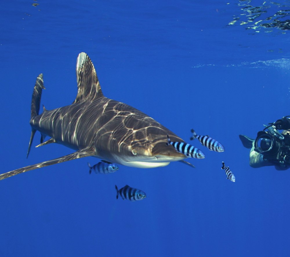 Рыбы самые опасные под водой