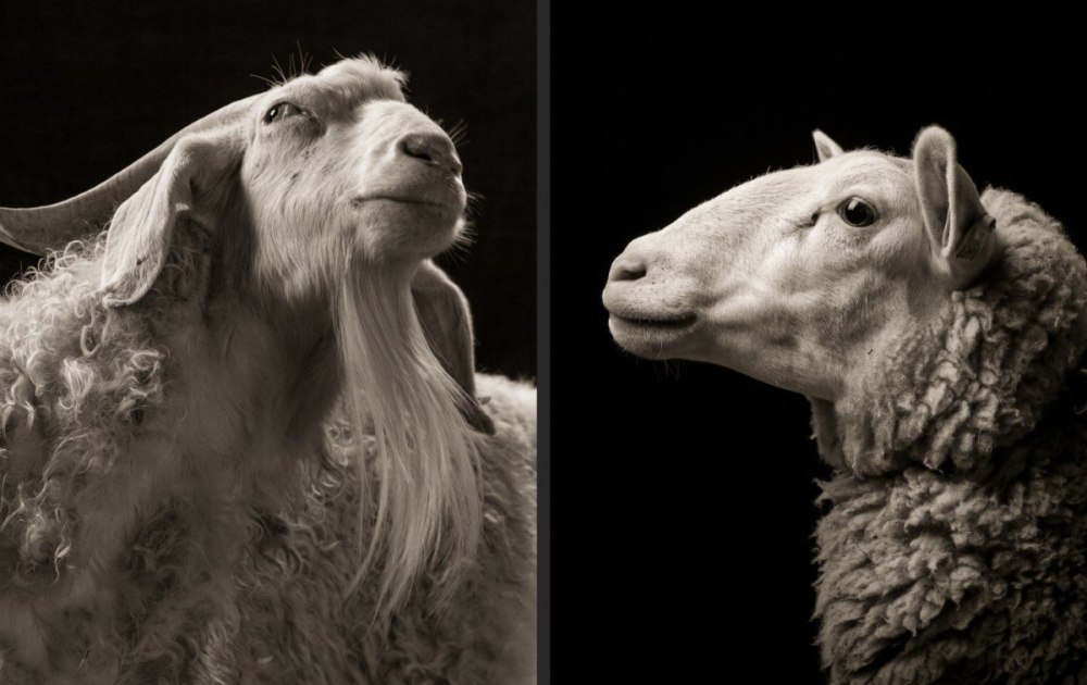 Goat and Sheep