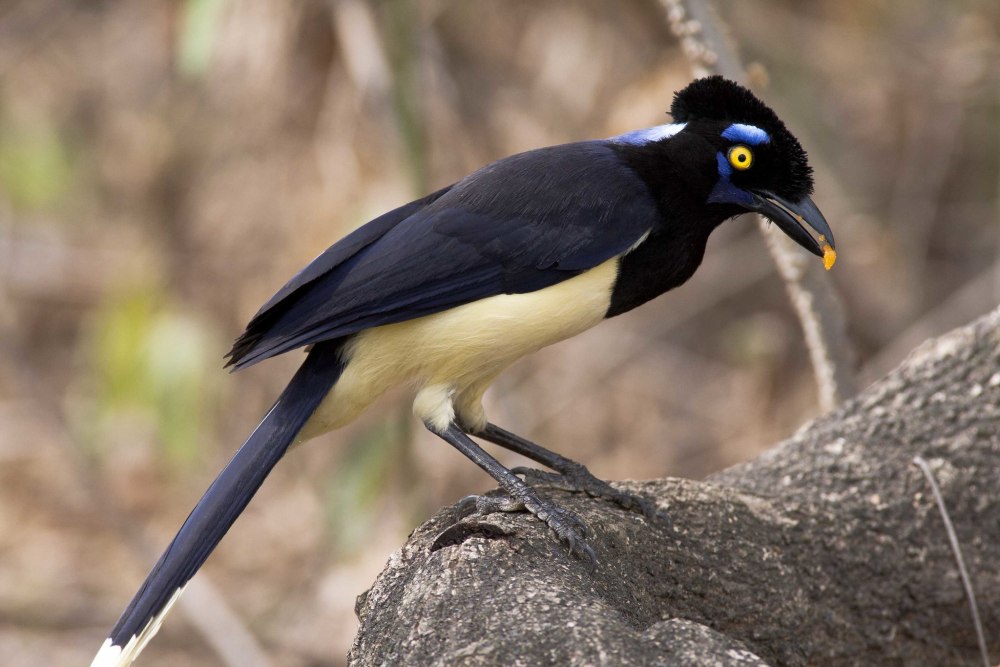 Cyanocorax Chrysops