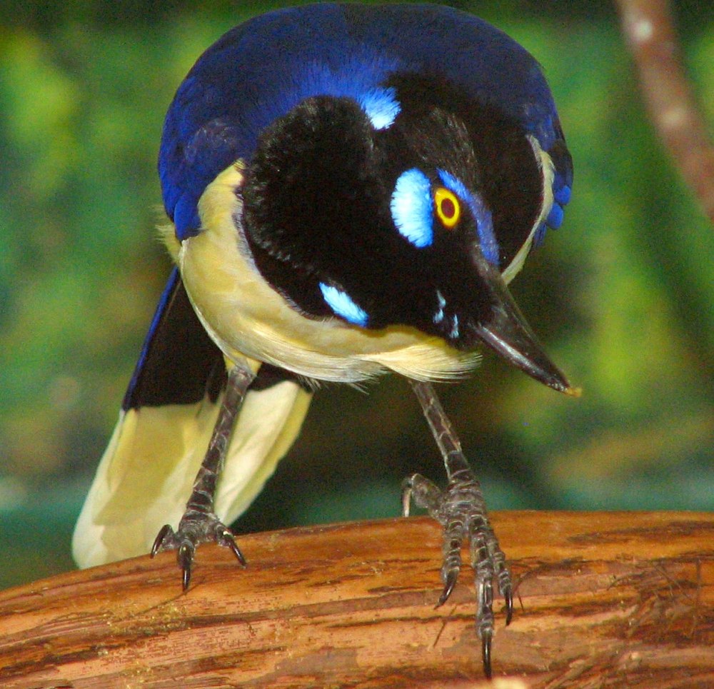 Cyanocorax Chrysops
