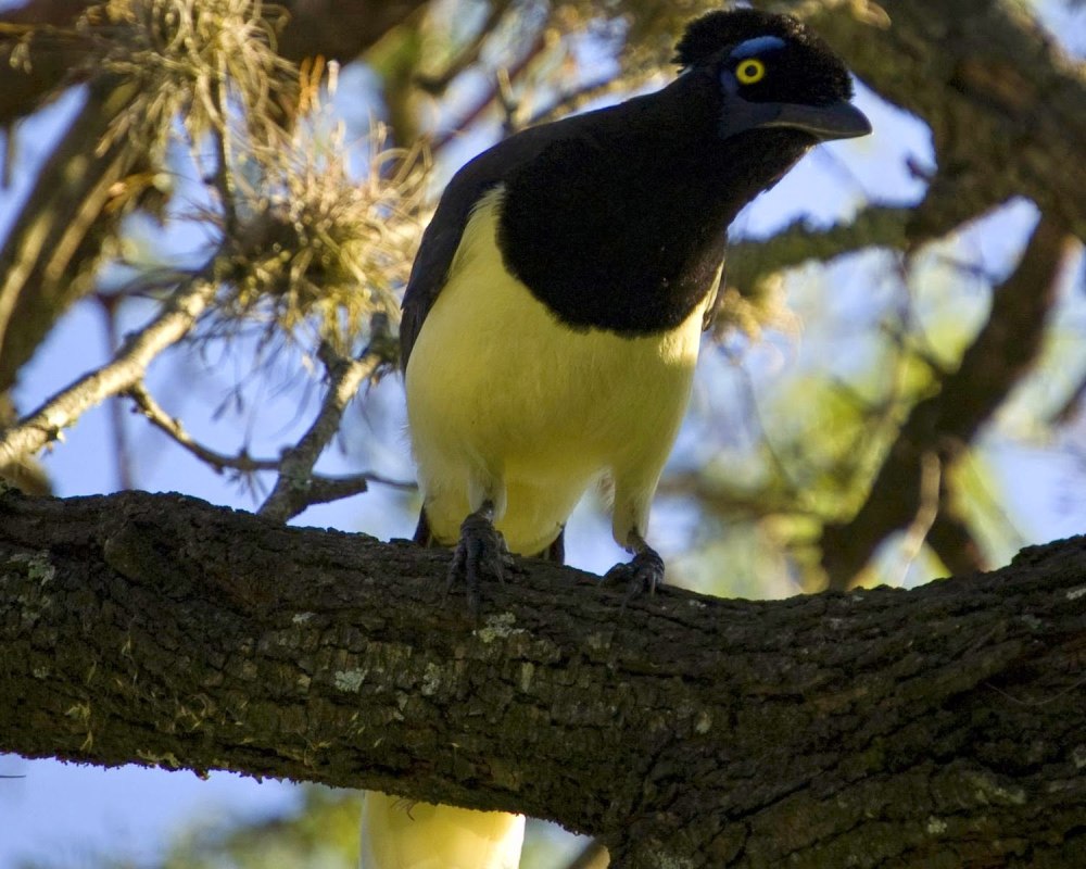 Cyanocorax Chrysops