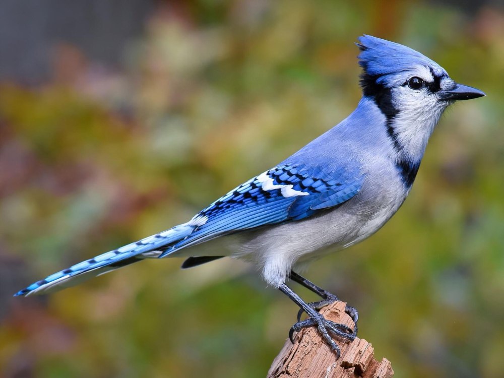 Blue Jay