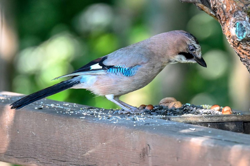 Garrulus glandarius Bird