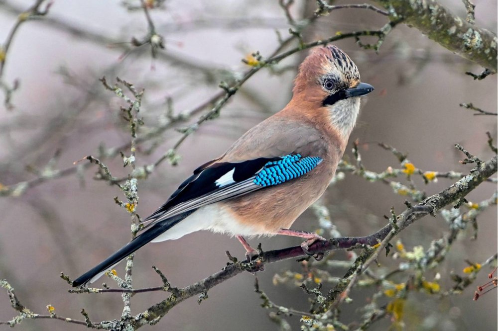 Garrulus glandarius Bird