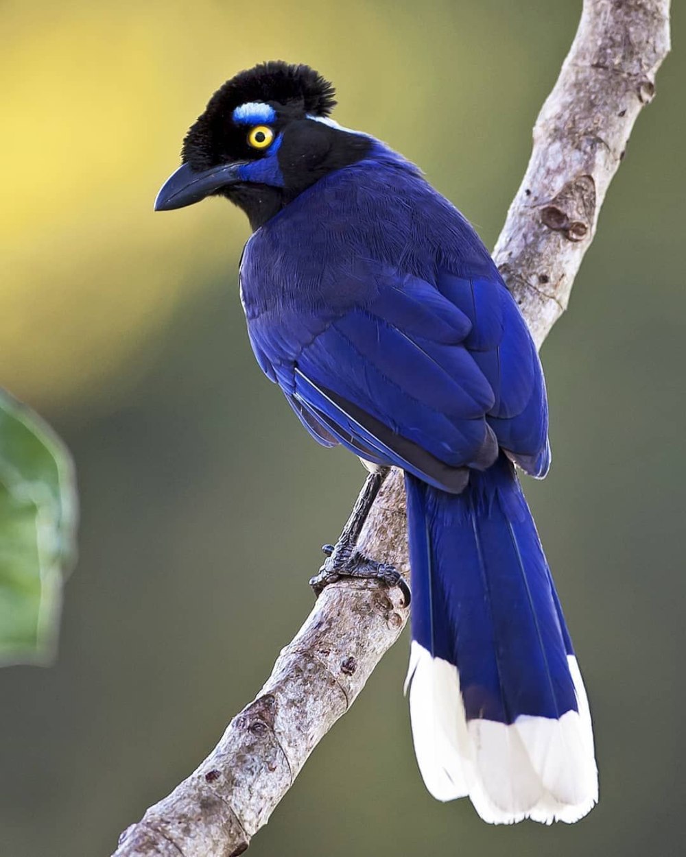 Plush-Crested Jay