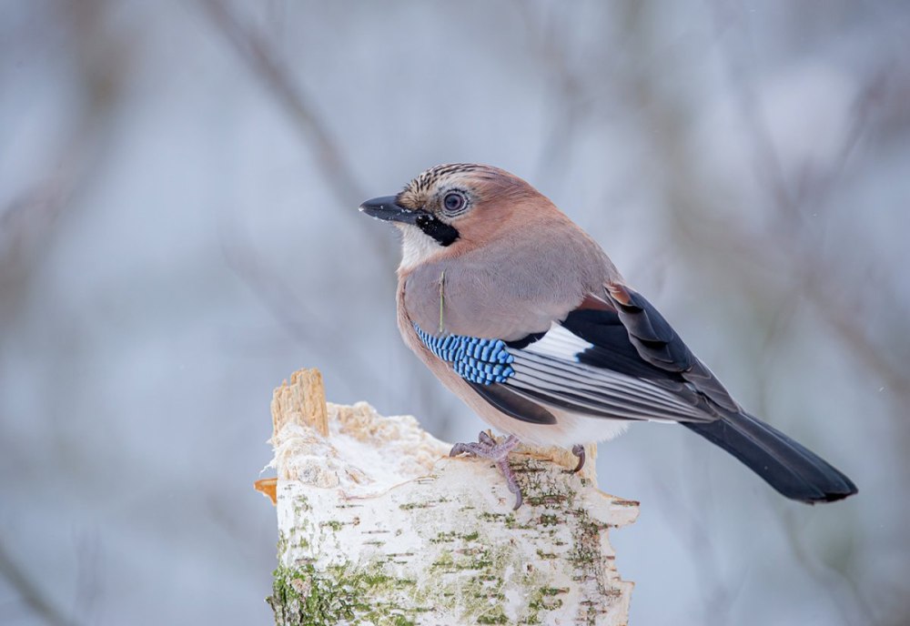 Сойка garrulus glandarius