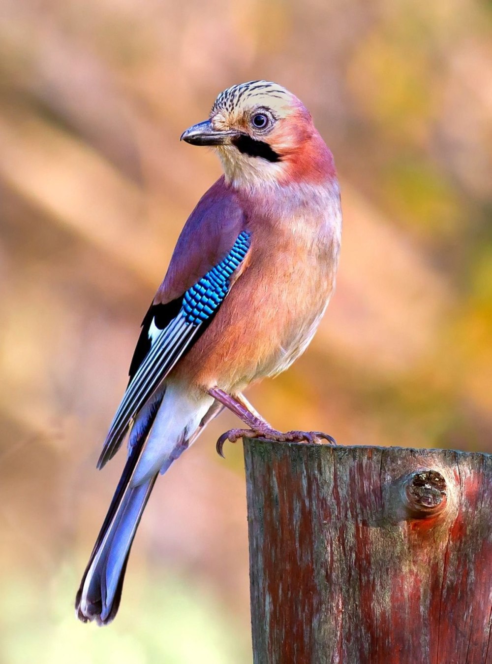 Сойка garrulus glandarius