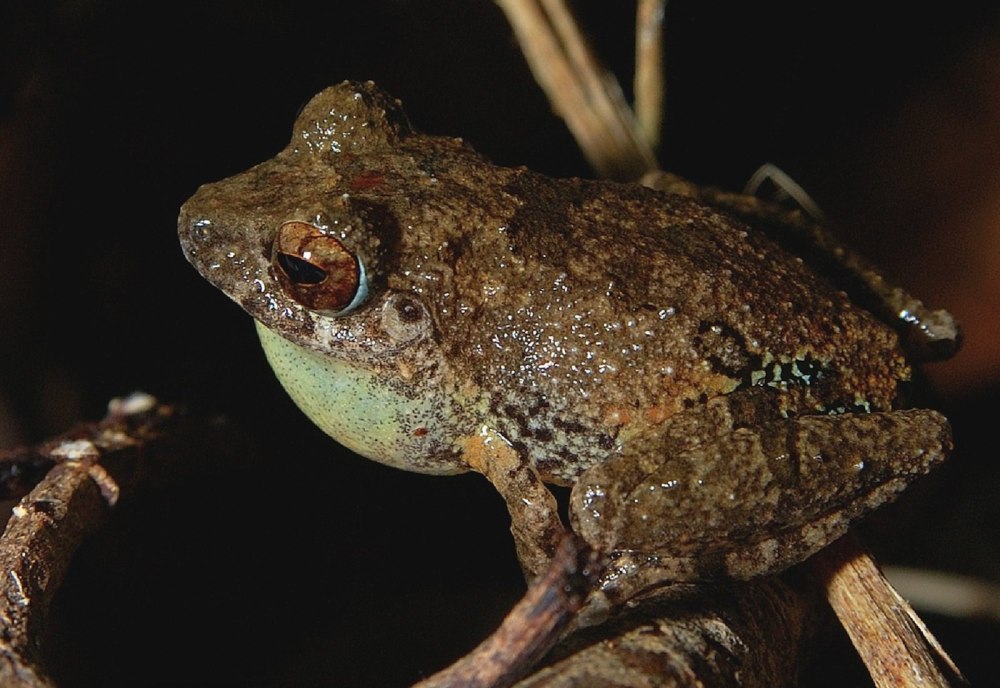 Pseudophilautus conniffae