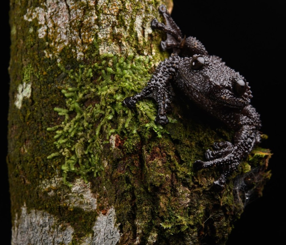 Theloderma stellatum