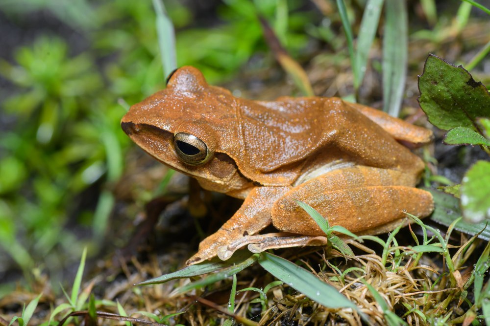 Polypedates megacephalus