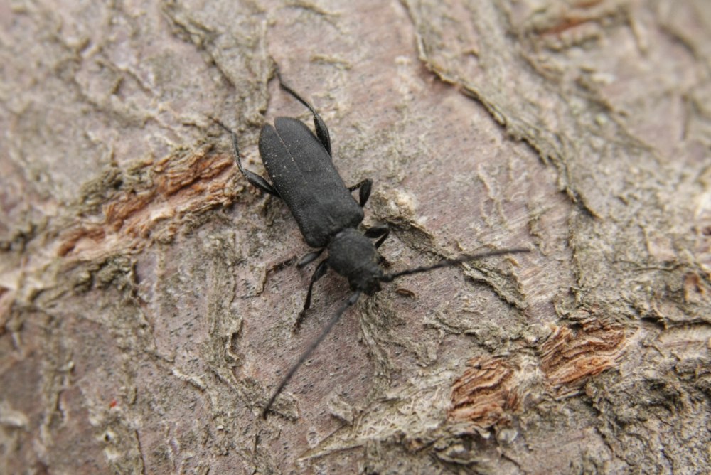 Жуки усачи Краснодарского края