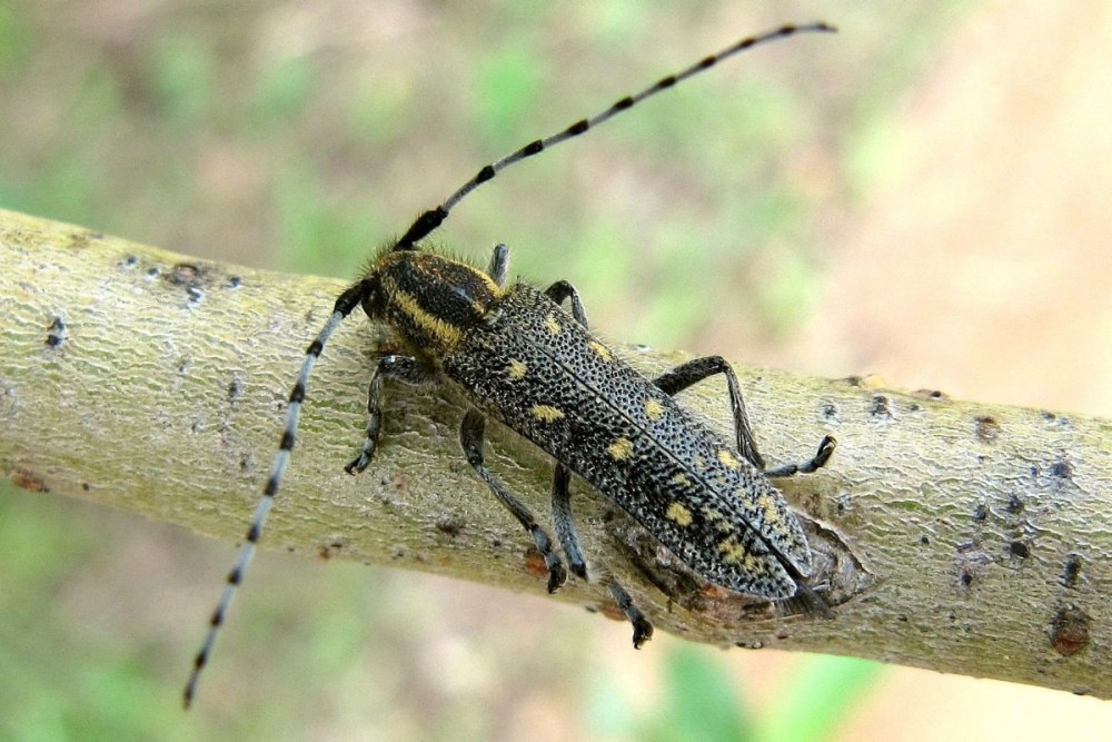 Жук усач полосатый