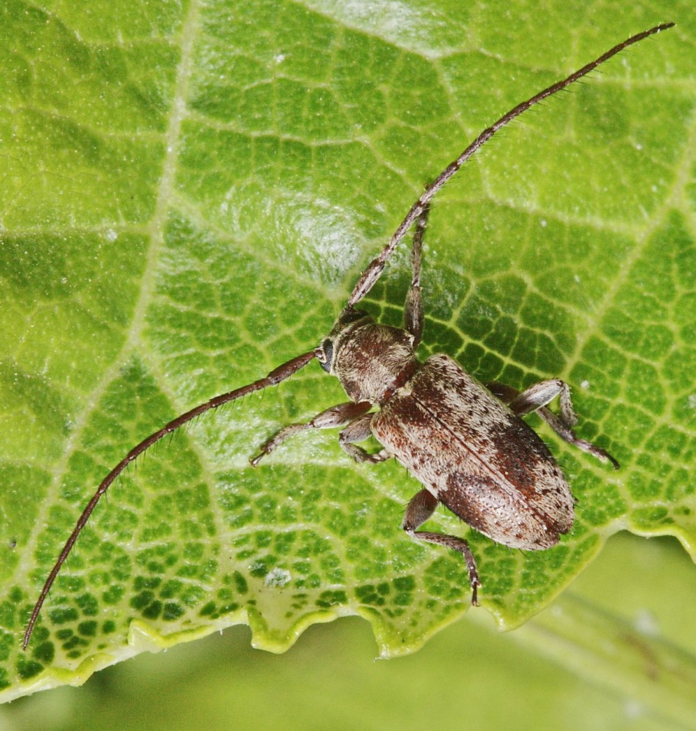 Orystes punctipennis