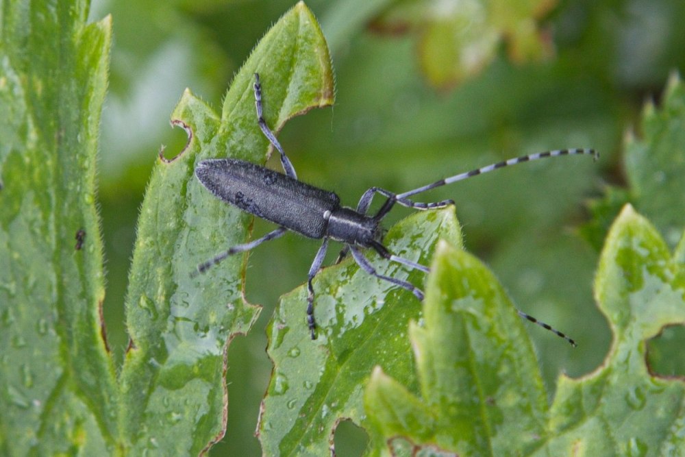 Жук усач Acanthocinus aedilis
