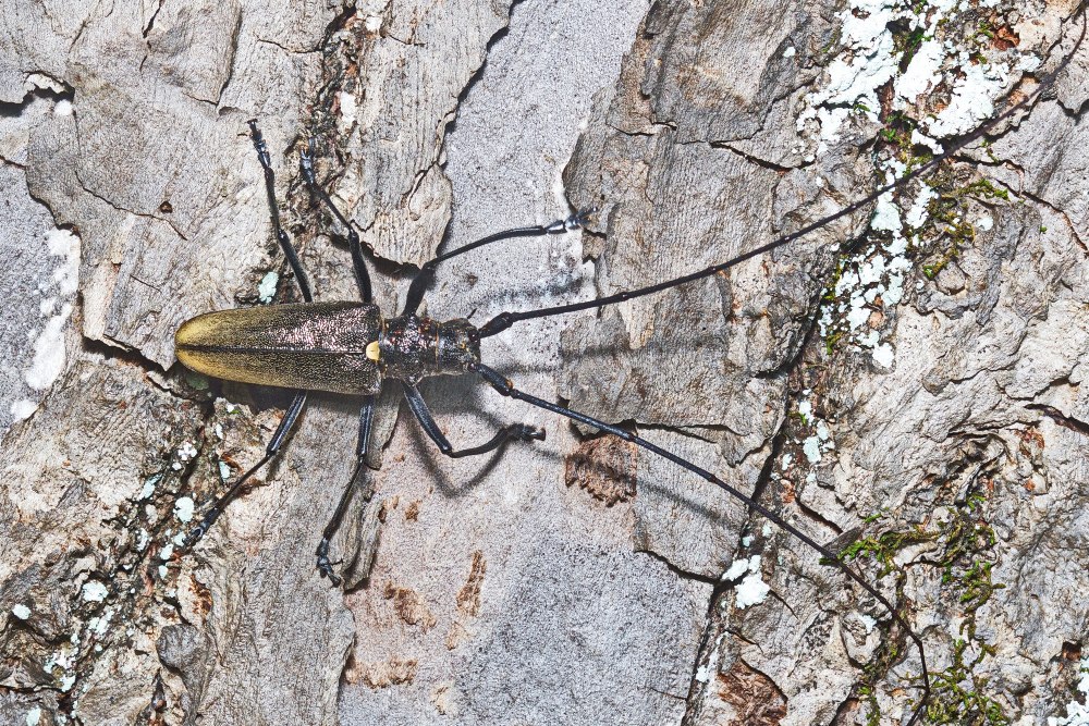 Monochamus Titillator