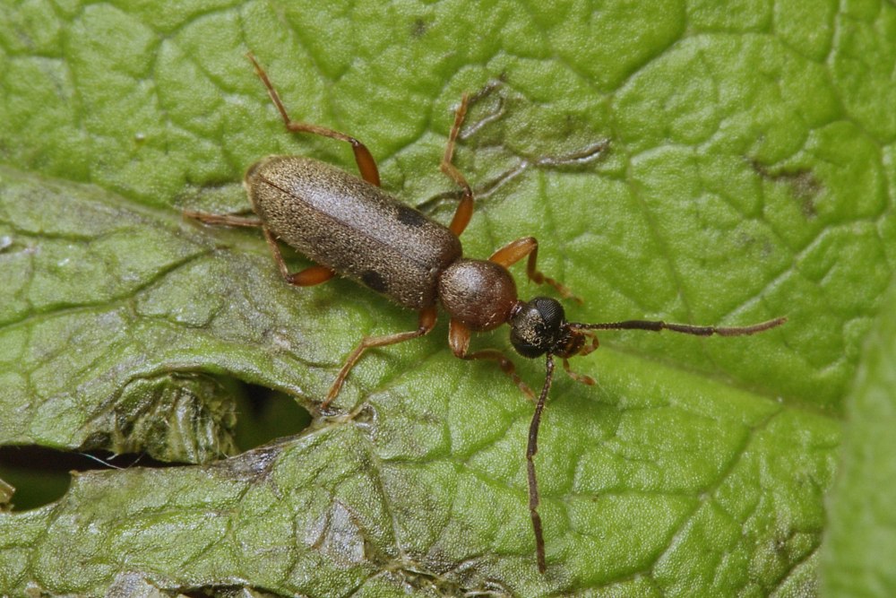 Anthicidae личинки