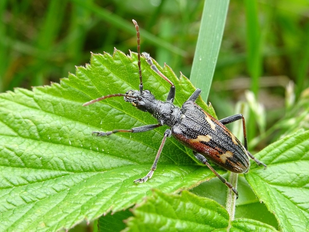 Двухполосый рагий