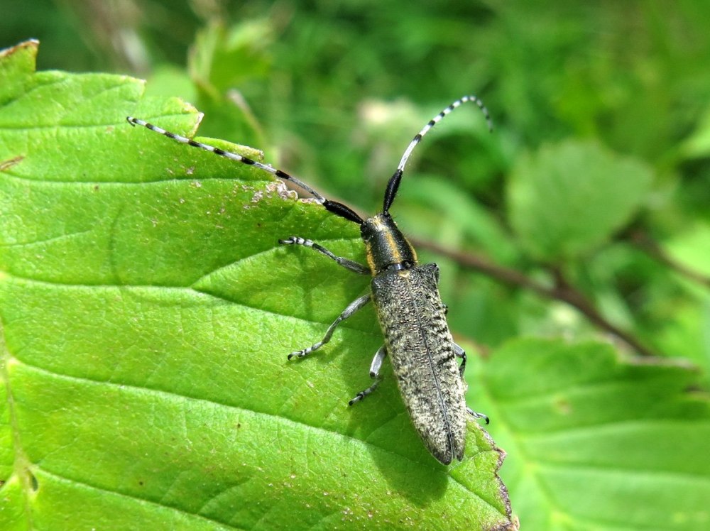 Алтайский Лиственный усач