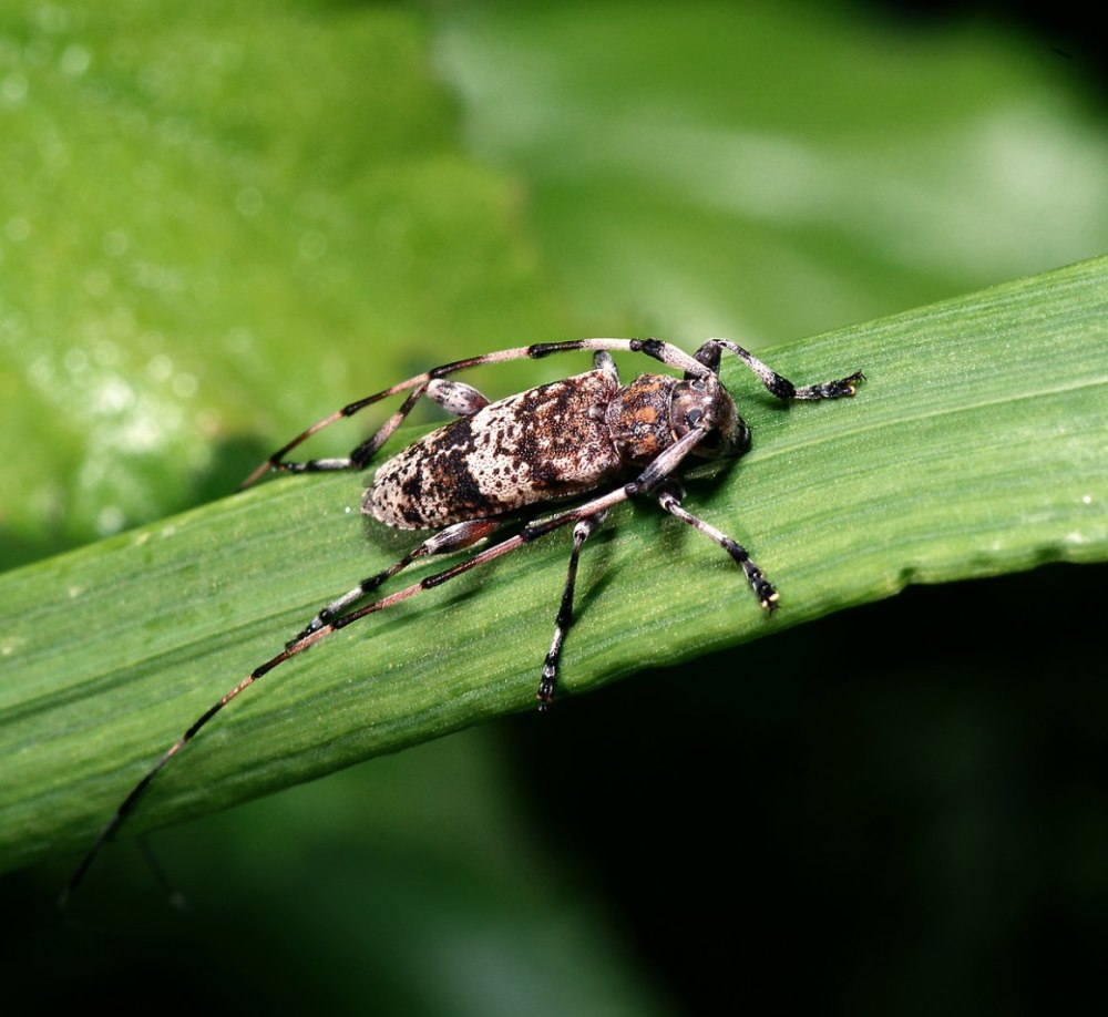 Жук усач длинноусый