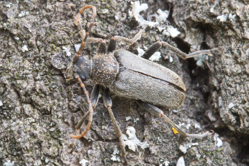 Mycetaea subterranea (Fabricius, 1801)
