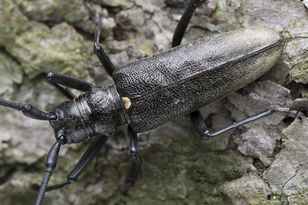 Жук усач Monochamus