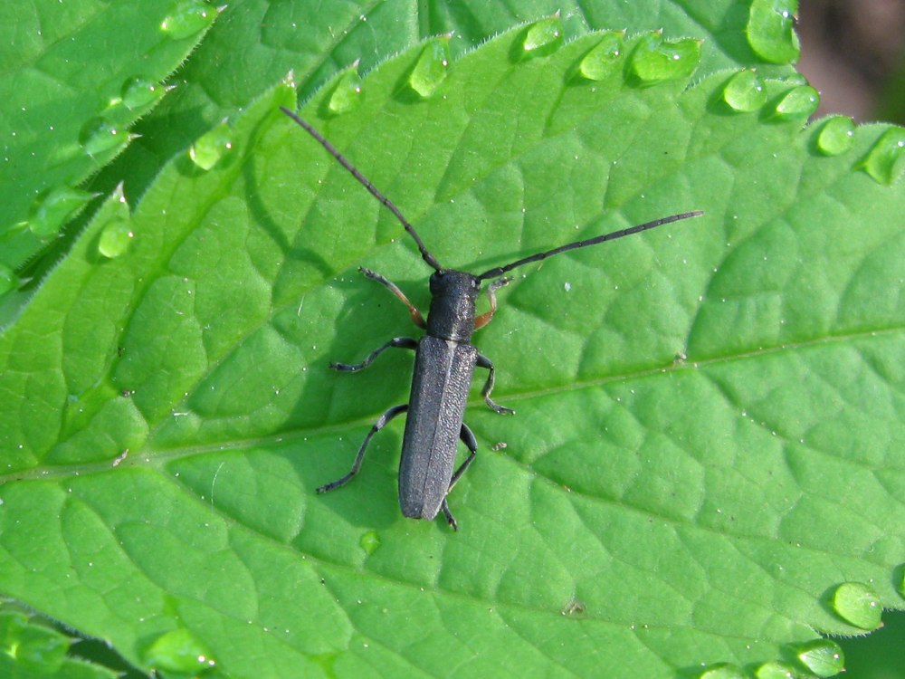 Жук усач зонтичный