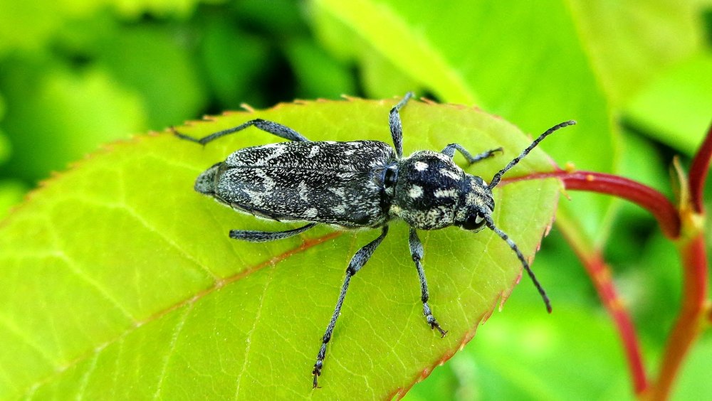 Xylotrechus Rusticus