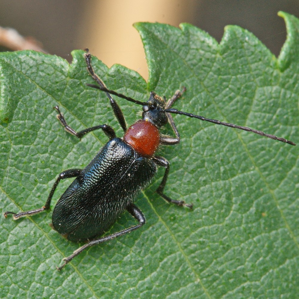 Eremocoris abietis (Linnaeus, 1758)