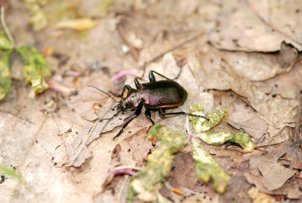 Красотел пахучий