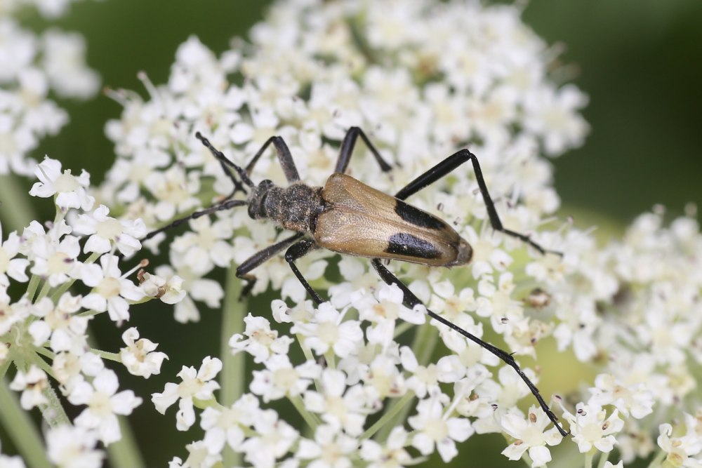 Усач рамнузиум обыкновенный Тула