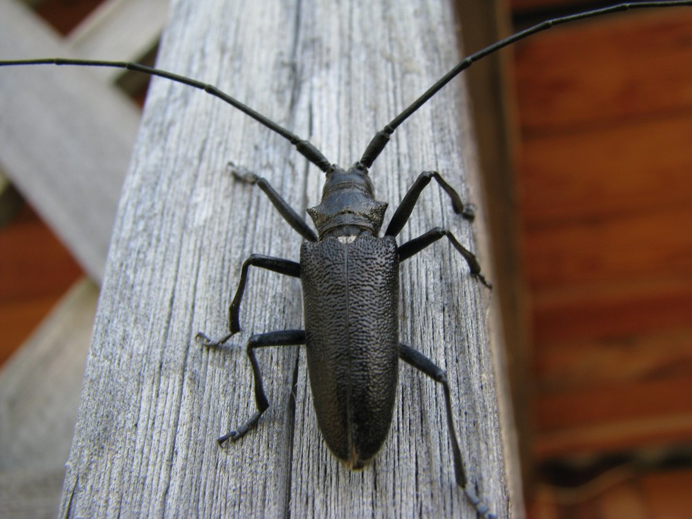 Жук Стригун усач