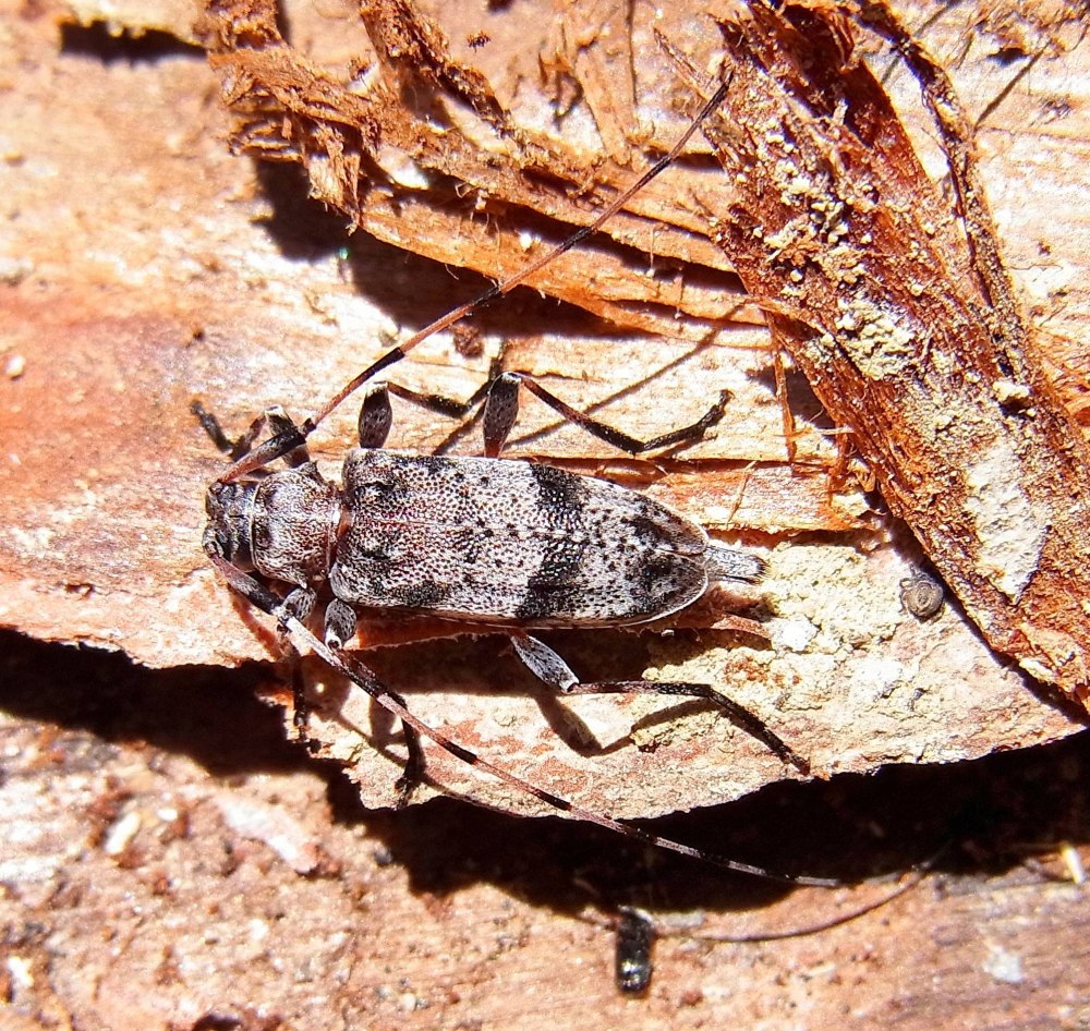 Жук усач длинноусый