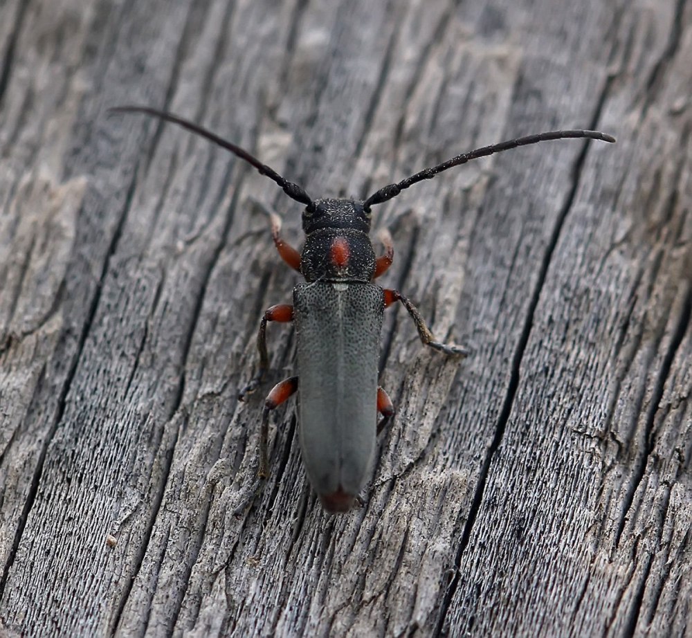 Жук усач реликтовый