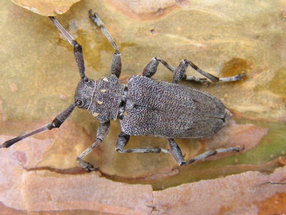 Жук усач Acanthocinus aedilis