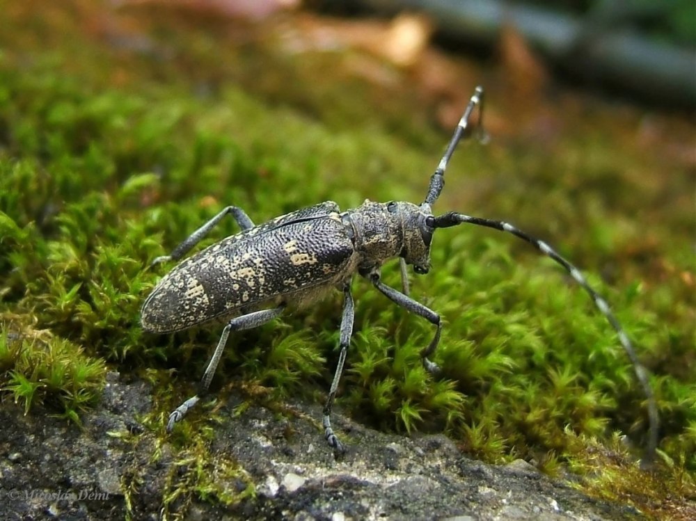 Жук Monochamus Sutor