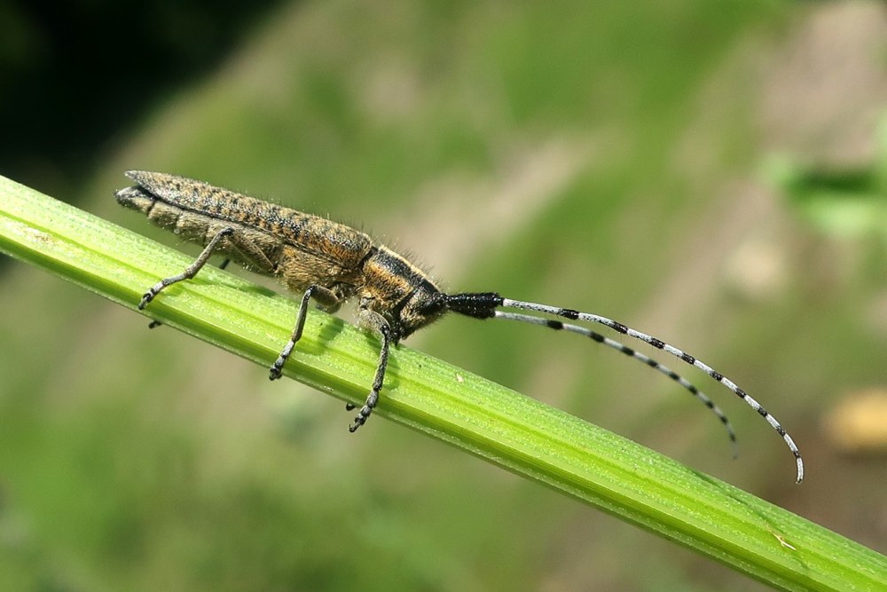Алтайский Жук усач