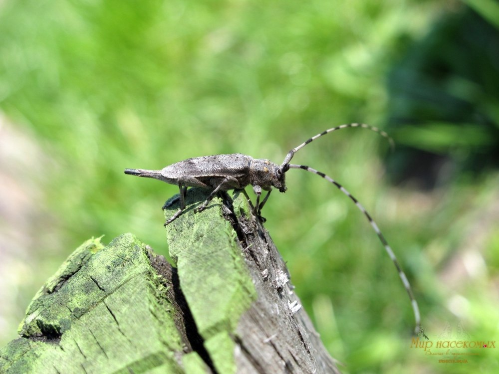 Жук серый длинноусый дровосек