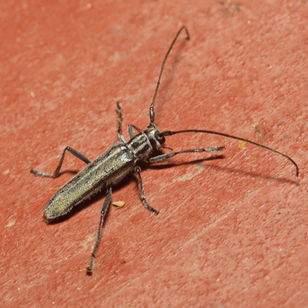 Дальневосточный усач в сравнение с жуком оленям