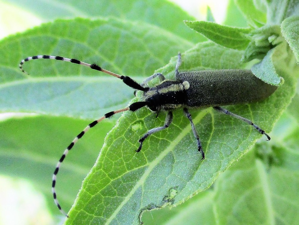 Насекомые Европы