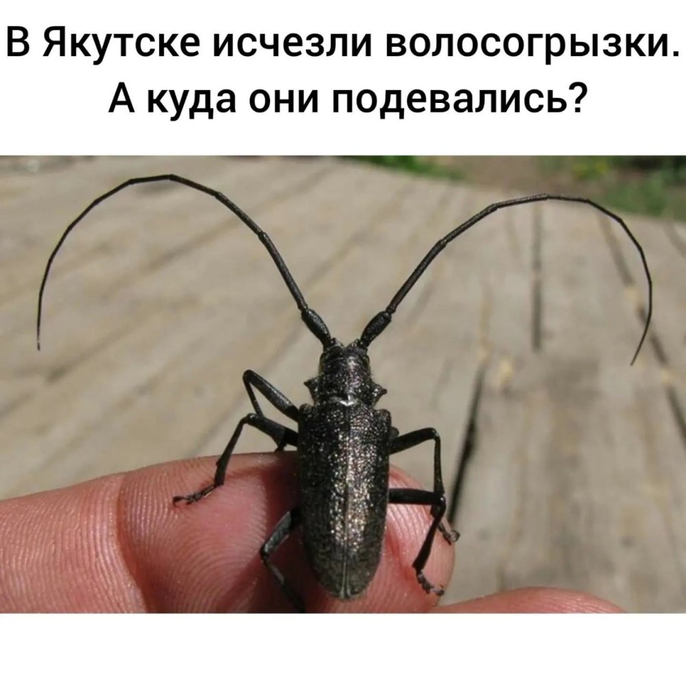 Жук Стригун короед