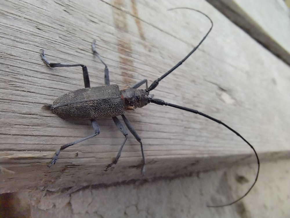 Жук усач Крымский