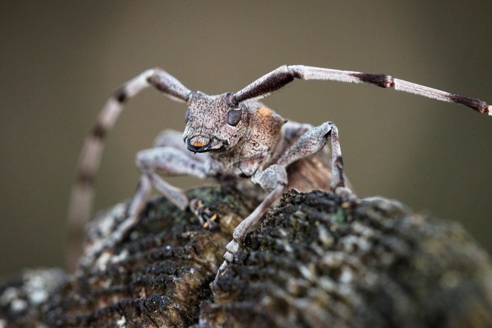 Жук усач Acanthocinus aedilis