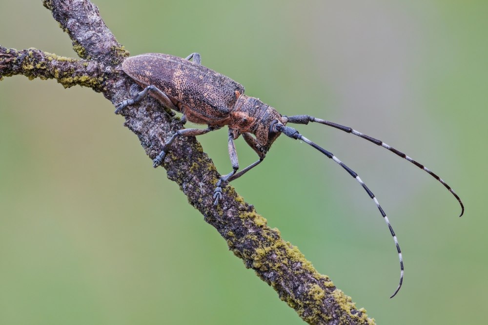 Monochamus galloprovincialis