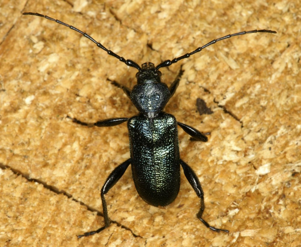 Фиолетовый Жук усач