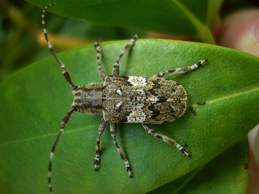 Насекомые Евразии список