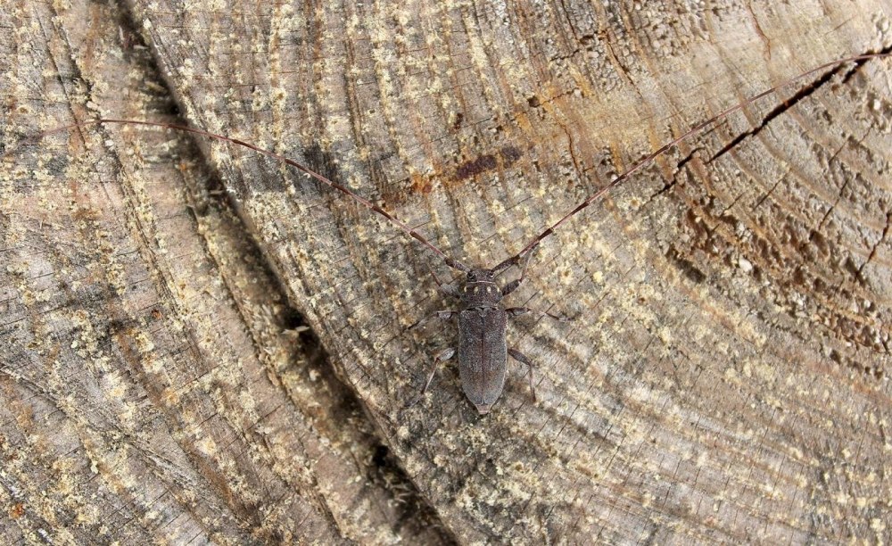 Атлас определите серый длинноусый дровосек