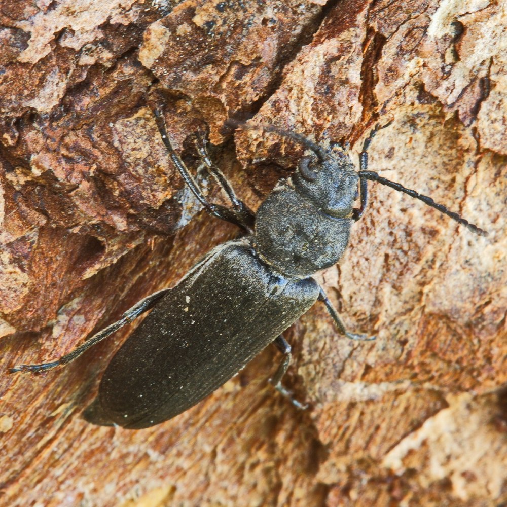 Усач Asemum striatum