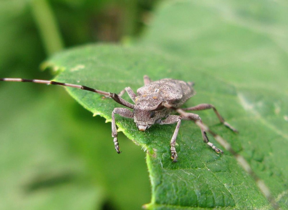 Жук длинноусый усач дровосек