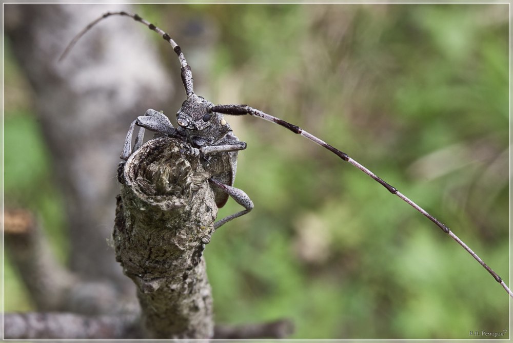 Жук серый длинноусый дровосек