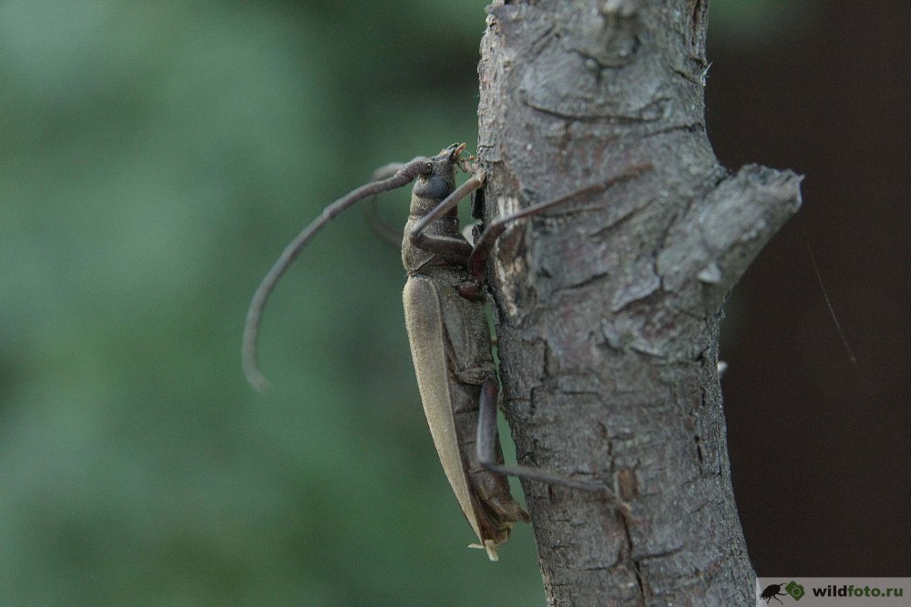 Жук Aegosoma scabricorne